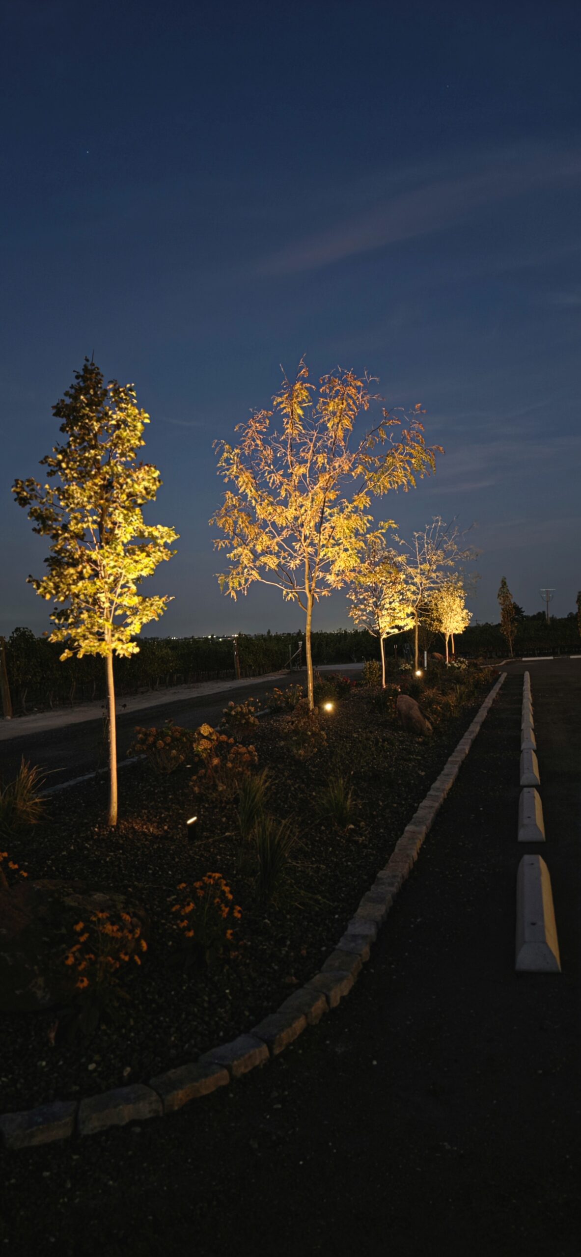 Warm Winery Landscape and Bistro Lighting in Caldwell